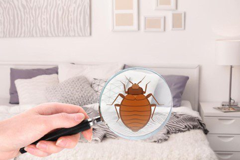 A person using a magnifying glass to look for bedbugs