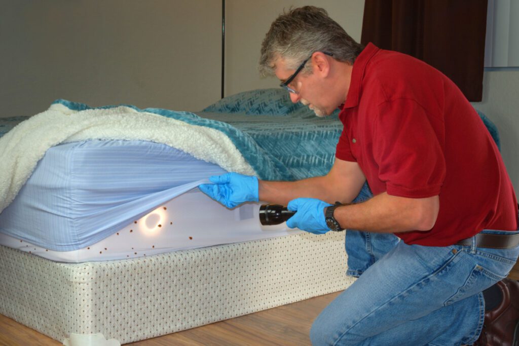 A pest control expert uncovering bedbugs underneath a bed's fitted sheet