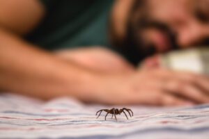 A brown spider on a bed