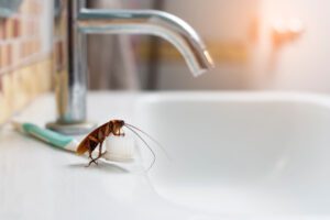 A cockroach on a toothbrush.
